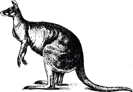 Free Clipart Of A kangaroo