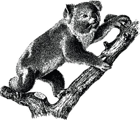 Free Clipart Of A koala