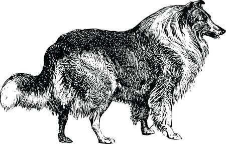 Free Clipart Of A collie dog