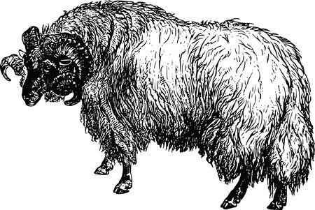 Free Clipart Of A Sheep