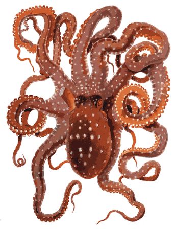 Free Clipart Of An octopus