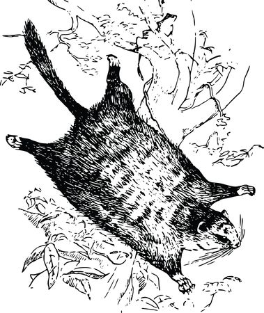 Free Clipart Of A flying squirrel