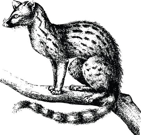 Free Clipart Of A genet