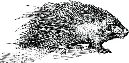 Free Clipart Of A porcupine