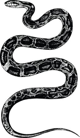 Free Clipart Of A rattle snake