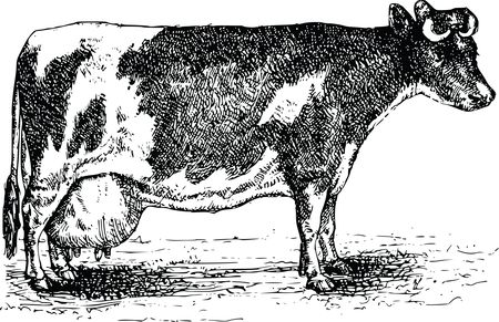 Free Clipart Of A cow