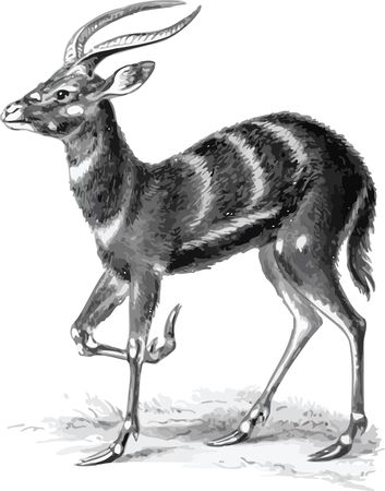 Free Clipart Of A gazelle