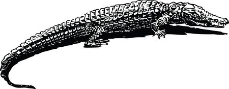 Free Clipart Of A crocodile