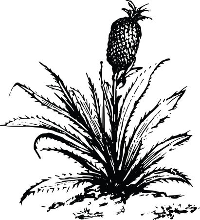 Free Clipart Of A pineapple plant