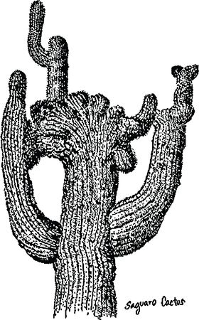 Free Clipart Of A Saguaro cactus