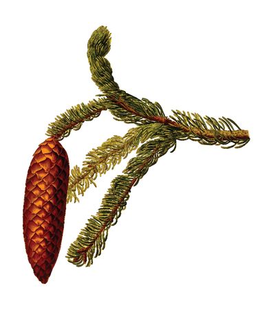 Free Clipart Of A spruce cone and branch
