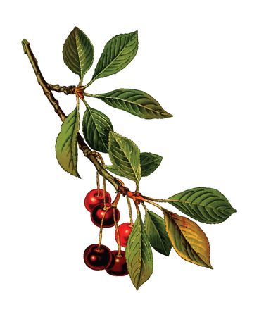 Free Clipart Of A cherry branch