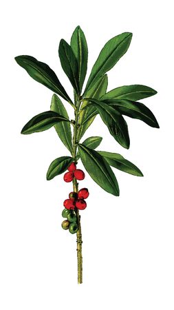 Free Clipart Of A daphne plant