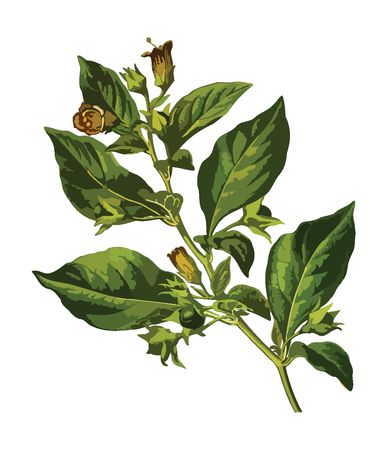 Free Clipart Of A nightshade plant
