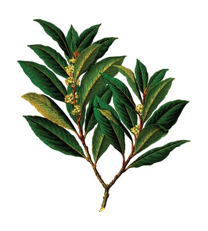 Free Clipart Of A bay laurel branch