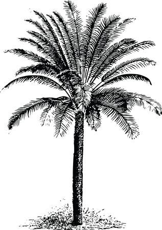 Free Clipart Of A palm tree