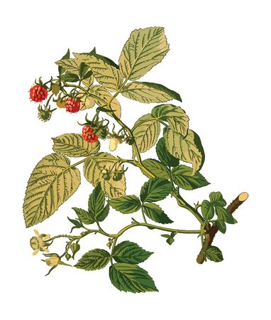Free Clipart Of A raspberry plant
