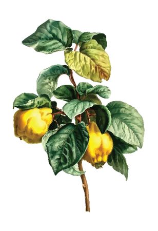 Free Clipart Of quince branch