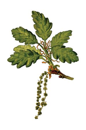 Free Clipart Of A branch