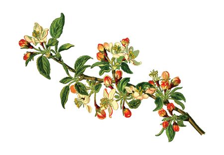 Free Clipart Of An apple branch