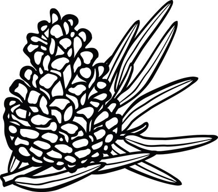 Free Clipart Of A pinecone