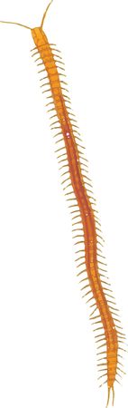 Free Clipart Of A centipede