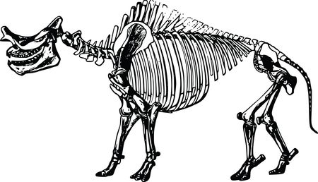 Free Clipart Of A dinosaur skeleton