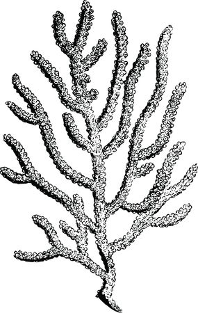 Free Clipart Of A coral fan
