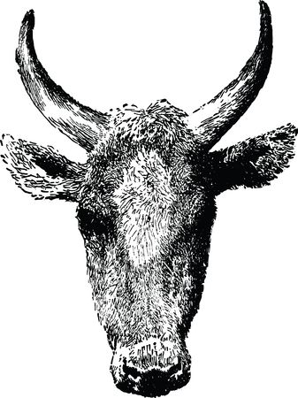Free Clipart Of A cow head