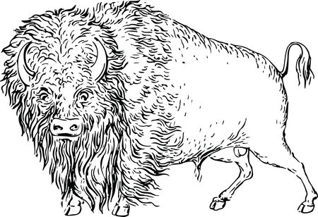 Free Clipart Of A buffalo