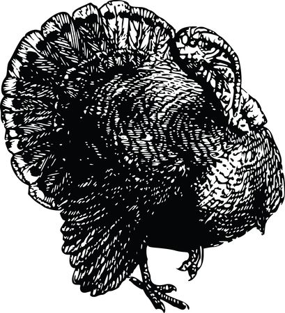 Free Clipart Of a turkey