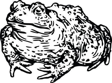 Free Clipart Of a toad with warts