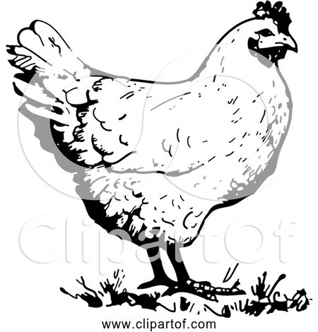 Free Clipart of a Chicken - Black and White