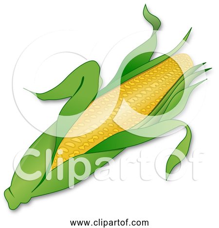 Free Clipart of Corn Ear