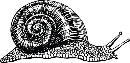 Free Clipart of a black and white snail