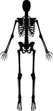 Free Clipart of a Human Skeleton black and white