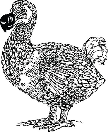 Free Clipart Of A Dodo Bird