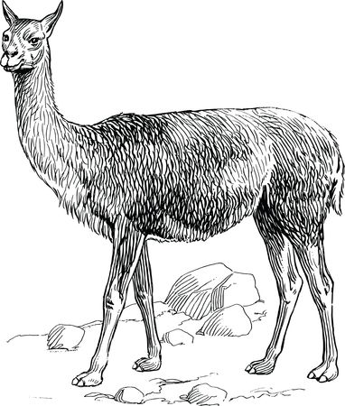 Free Clipart Of A alpaca