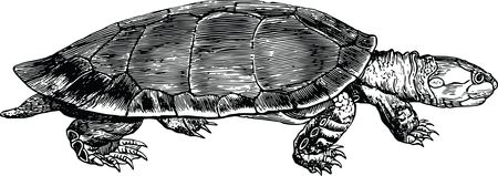 Free Clipart Of A Turtle