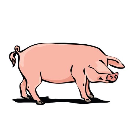 Free Clipart Of A hog