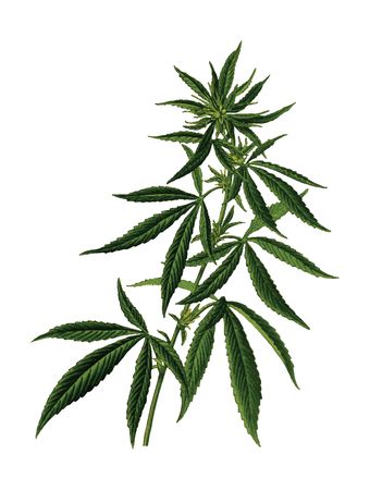 Free Clipart Of A Pot Cannabis Marijuana Plant