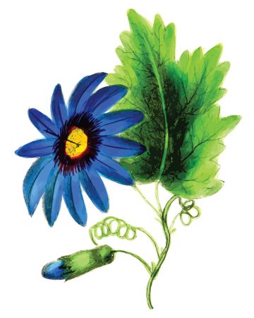 Free Clipart Of A passion flower