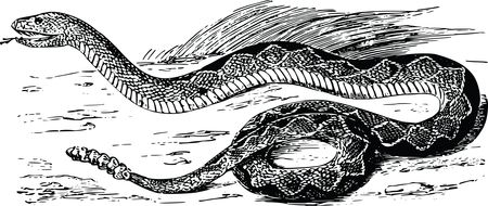 Free Clipart Of A rattlesnake