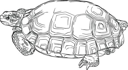 Free Clipart Of A Tortoise