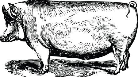 Free Clipart Of A Black and White Pig