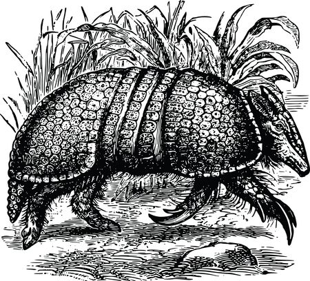 Free Clipart Of A Walking Armadillo