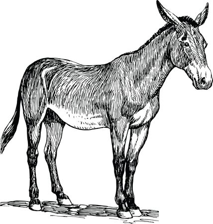Free Clipart Of A Mule