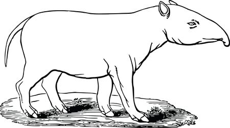 Free Clipart Of A Tapir