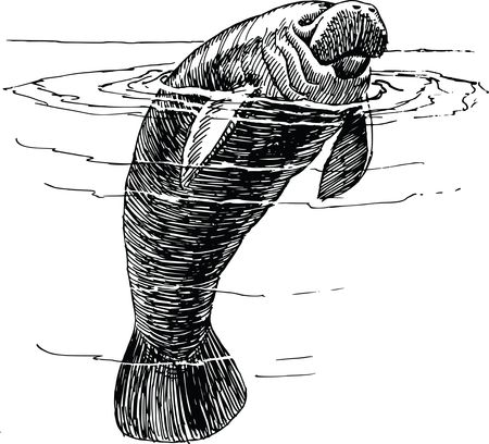 Free Clipart Of A Manatee