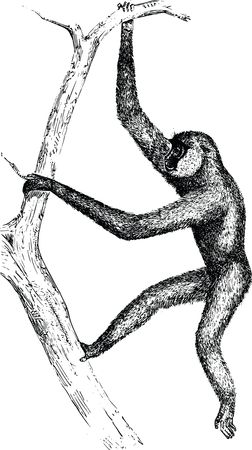 Free Clipart Of A Gibbon Monkey